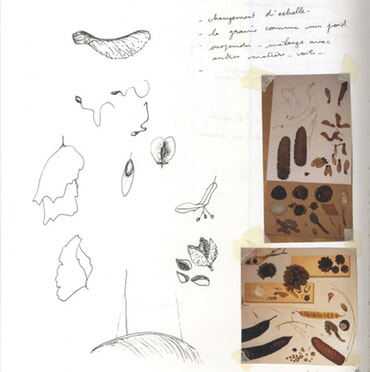 Angebot Samen mit Nina Bonardi